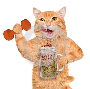 Fitness cat holding dry food in a jar mug old after a workout .