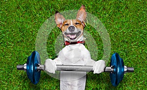 Fitness dog