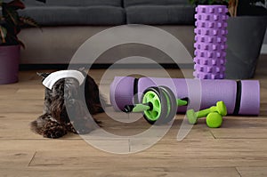 Fitness and healthy lifestyle for pet. Dog trainer portrait in studio surrounded by sports equipment