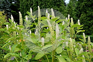 Fitolakka berry drupaceous Phytolacca acinosa Roxb., branches and inflorescences