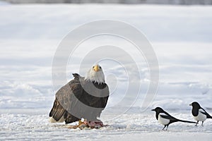 Fitting Bald Eagle and two magpies