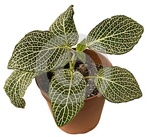 Fittonia.