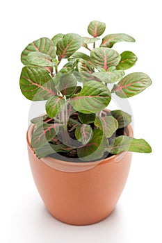 Fittonia