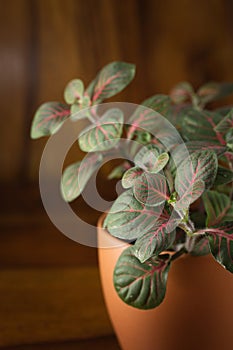 Fittonia