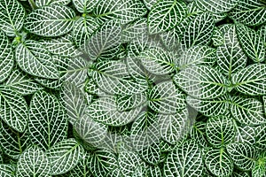 Fittonia albivenis