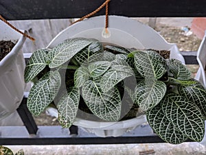 Fittonia Albivenis, beautiful undemanding interior plant with little green leaves and white veins