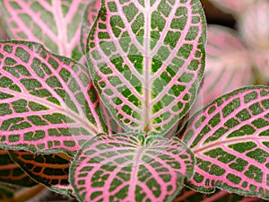 Fittonia albivenis is a colorful houseplant with pink and green leaves