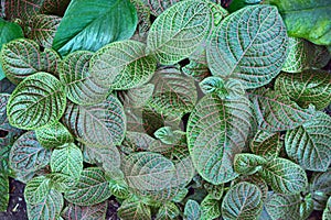 Fittonia Albivenis green Mosaic plant leaves with pink veines covering ground