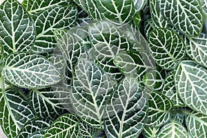 Fittonia Albivenis ground cover plant