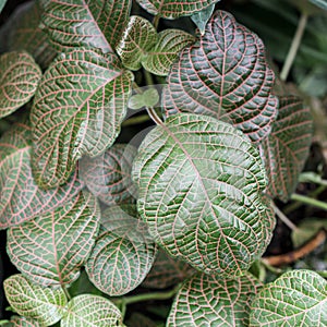 Fittonia albivenis is a species