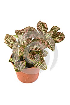 Fittonia Anne