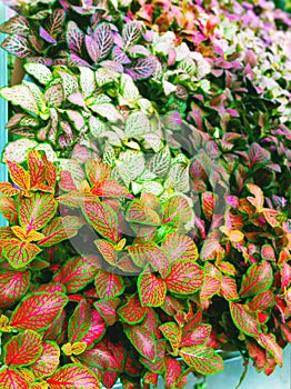 Fittonia colorful sorts, artificial domestic plants