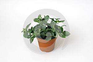 Fittonia dark green with white streaks in a brown pot on a white background