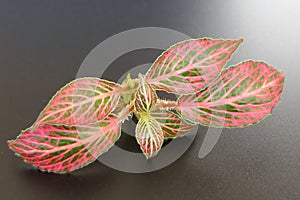 Fittonia Fittonia Verschaffeltii Albivensis Nerve plant