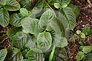 `Fittonia Gigantea` tropical Nerv plant with red veins covering ground photo