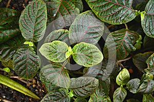 `Fittonia Gigantea` tropical Nerv plant with red veins covering ground, top view photo