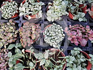 Fittonia grows in the frontyard