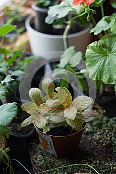 Fittonia home plant in flower pot rounded with home plants.