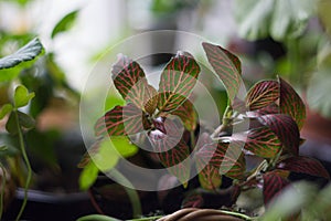 Fittonia home plant in flower pot rounded with home plants.