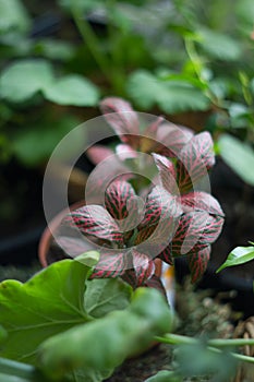 Fittonia home plant in flower pot rounded with home plants.