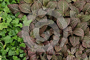 Fittonia nerve plant leaves