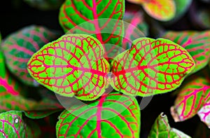 Fittonia (nerve plant) - ornamental plant with bright leaves with red veins