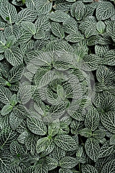 Fittonia plant leaves