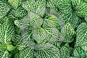 Fittonia plants coloseup.