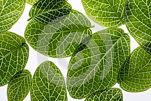 fittonia plants - green leaves close up in the detail