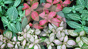 Fittonia with silvery veins, argironeura, verchaffelity, red, green, pink.