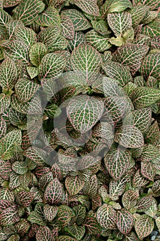 Fittonia tropical plant foliage