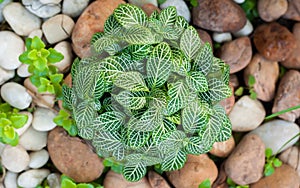 Fittonia verschaffeltii