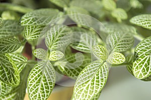 Fittonia verschaffeltii albivenis close up