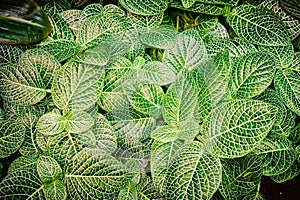 Fittonia verschaffeltii argyroneura nana