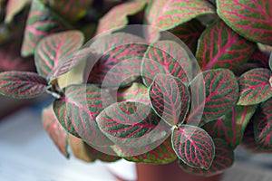 Fittonia verschaffeltii close up