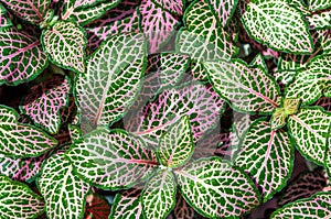 Fittonia verschaffeltii (fittonia argyroneura) nerve plant leave