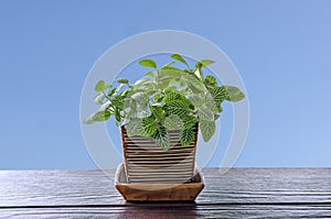 Fittonia verschaffeltii, green flower in pot on wood table and b