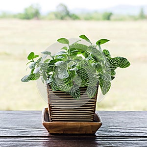 Fittonia verschaffeltii, green flower in pot on wood table and n