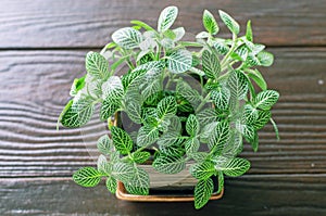 Fittonia verschaffeltii, green flower in pot on wood table and n