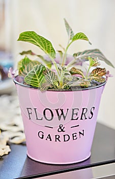 Fittonia white-veined in pink pot in the home kitchen