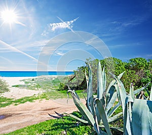 Fiume Santo shoreline on a sunny day