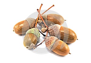 Five acorns