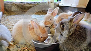 Five adorable fluffy bunny rabbits eating out of silver bowl at the county fair
