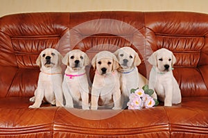 Five adorable labrador puppies