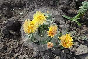 Five amber yellow flowers of Chrysanthemums