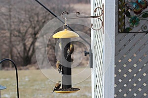 Five American Goldfinches eating thistle seed from a bird feeder in winter