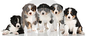 Five australian shepherd puppies