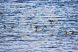 Five Australian wood ducks swimming in Lake Jindabyne