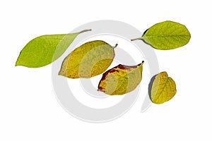 Five autumn leaves of Manchurian Lilac Syringa Wolfii, native to Manchuria and Korea, on white background