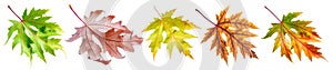 Five autumn maple leaves of different colors isolated on white background. Clipping path